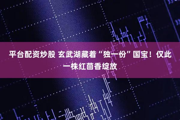 平台配资炒股 玄武湖藏着“独一份”国宝！仅此一株红茴香绽放