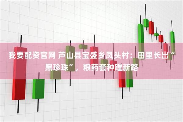 我要配资官网 芦山县宝盛乡凤头村:田里长出“黑珍珠”,粮药套种蹚新路